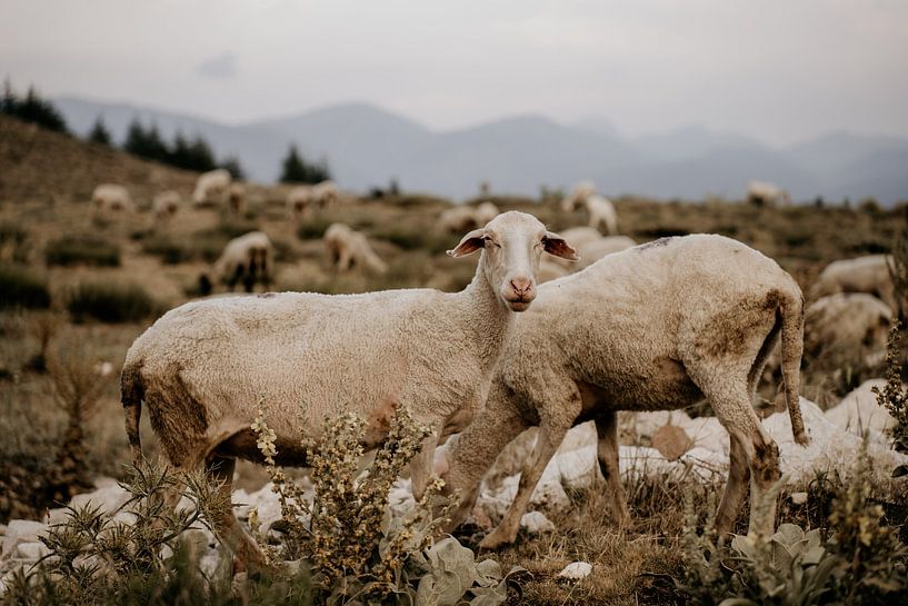 Sheep in the Turkish mountain landscape by Christa Stories