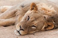 Leeuw kijkt slaperig in de camera in Botswana van Simone Janssen thumbnail