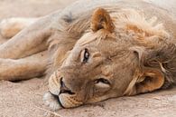 Lion looks sleepily into the camera in Botswana by Simone Janssen thumbnail