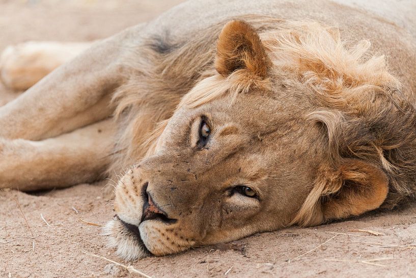 Leeuw kijkt slaperig in de camera in Botswana van Simone Janssen