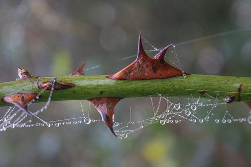 Druppels-in-Natuur--Tak met Doornen-001