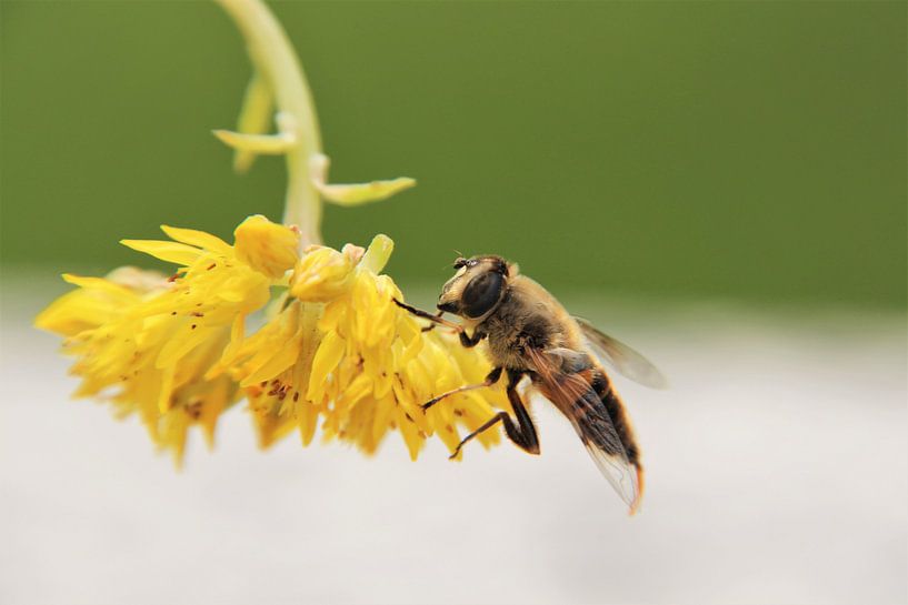 Abeille occupée par Marije Zwart