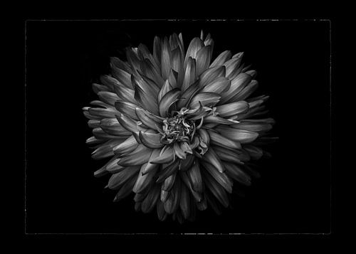 Backyard Flowers In Black And White No 20 with Border