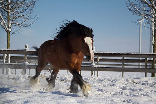 Tinker-Hengst Silas im Schnee