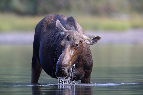 Elandkoe die waterplanten eet in het Glacier Nationaal Park in Montana, VS