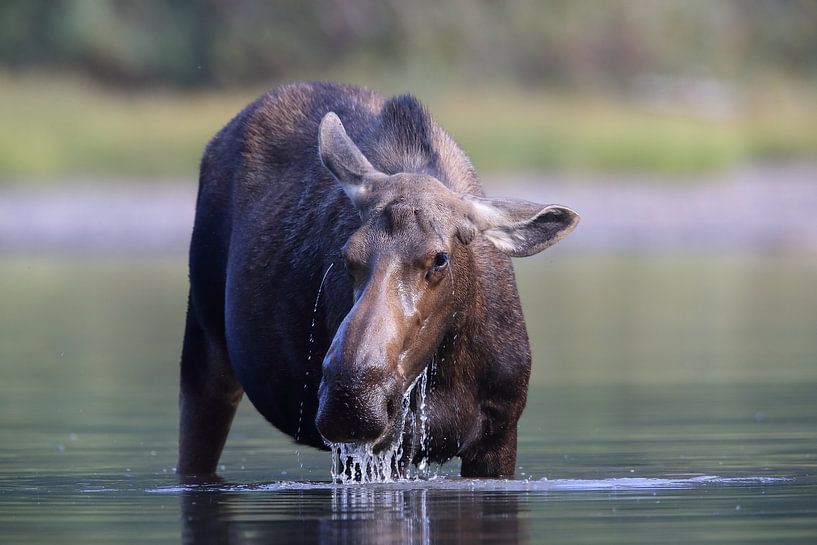 Moose cow eating water plants in Lake Glacier National Park in Montana, USA by Frank Fichtmüller