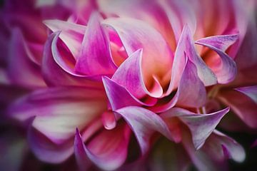 Dahlia Petals II sur marlika art