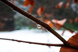Wintertropfen an einem gefrorenen Ast in Schwarz-Weiß von Dutch Creator
