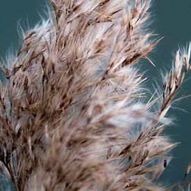 Brüllaffe im Baum hängend von Tosca Fotografie