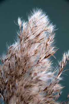 Brüllaffe im Baum hängend