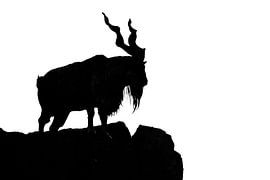black silhouette of a horned goat on a rock on a white background. Goat Markhor stands on the mounta