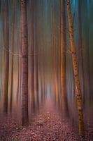 La forêt mystique