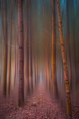 The mystical forest