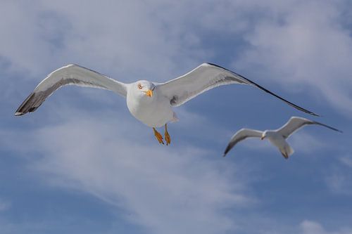 vliegende meeuwen