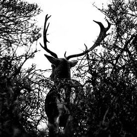 High contrast deer by Annieke Slob