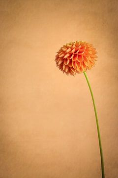 Standing strong / stilleven van een oranje bloem van Photography art by Sacha