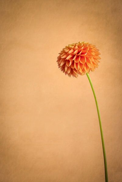 Standing strong / stilleven van een oranje bloem van Photography art by Sacha