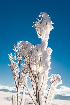 Sonne hinter Eisblumen von Denis Feiner