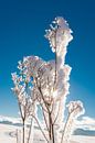 Zon achter ijsbloemen van Denis Feiner thumbnail