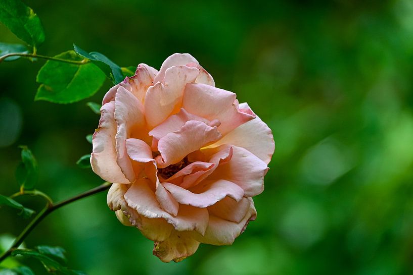 #Rose #Flowers by Hannie Berkers-Looijmans