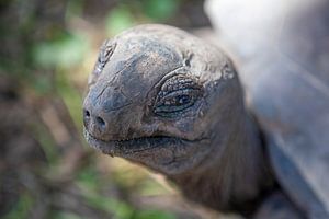 Portrait d'une tortue géante (La Digue - Seychelles)