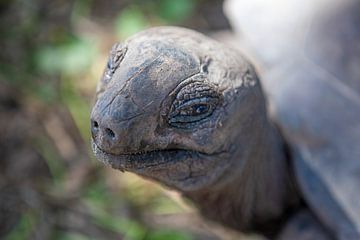 Portret van een reuzenschildpad (La Digue - Seychellen) van t.ART