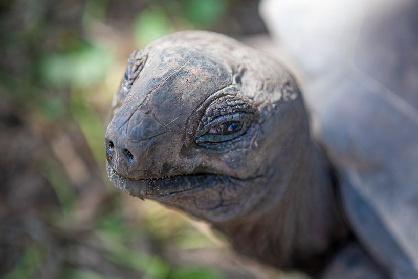 Portrait d'une tortue géante (La Digue - Seychelles) par t.ART