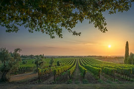 Vignobles de Bolgheri au coucher du soleil, avec une branche d'arbre, Toscane sur Stefano Orazzini