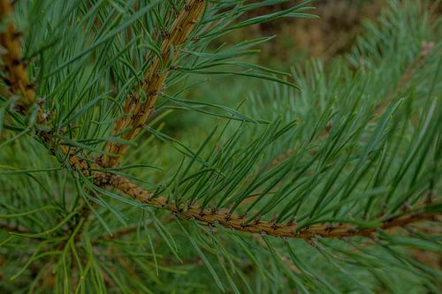 Fresh pine needles
