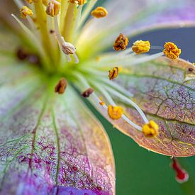 Macro shot of a flower by Mustafa Kurnaz