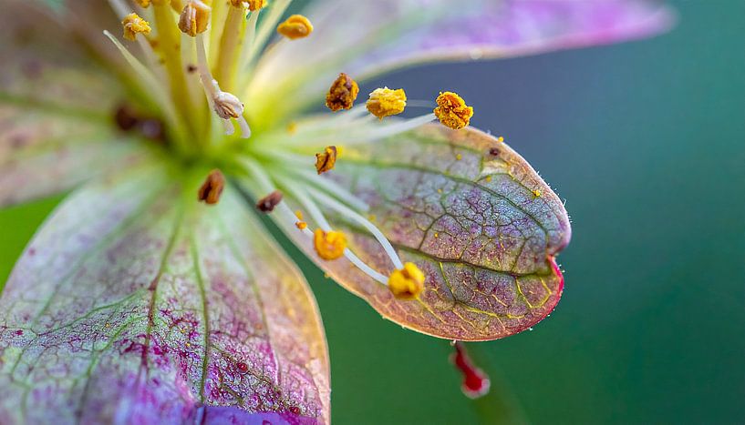 Macro shot of a flower by Mustafa Kurnaz