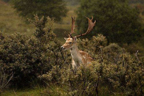 Des cerfs dans les dunes d'approvisionnement en eau d'Amsterdam sur Kyra Hoekema