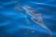 Dolfijnen in helder blauw zeewater van Arthur Puls Photography thumbnail
