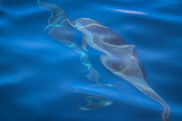 Dolfijnen in helder blauw zeewater van Arthur Puls Photography