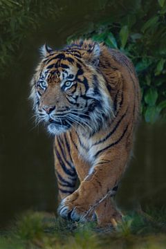 Siberische Tijger, (Panthera tigris altaica) van Gert Hilbink