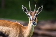 Chewing Antelope by Edwin Mooijaart thumbnail
