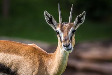 Kouwende Springbok