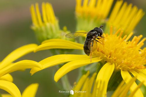 The Common Bantam: A Majestic Hoverfly in the Natural World