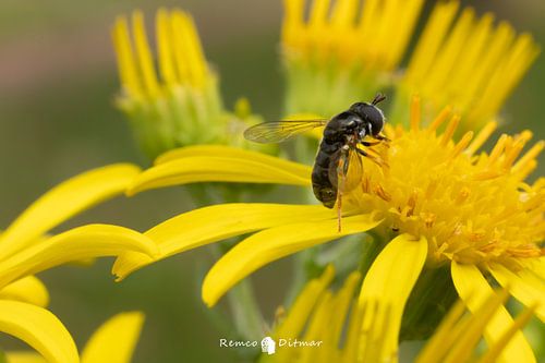 Het Gewoon Krieltje: Een Majestueuze Zweefvlieg in de Natuurlijke Wereld