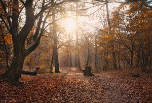 Het bos