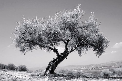 Zwart-wit olijfboom landschap