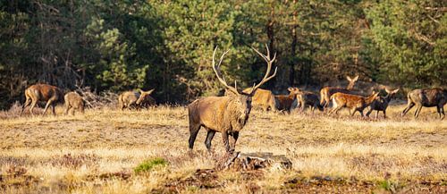 Edelherten op de Hoge Veluwe, bronsttijd