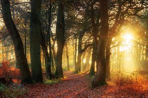 Gouden herfstlicht in het bos