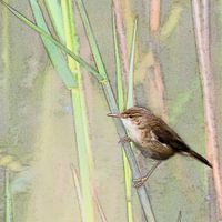 Reed warbler