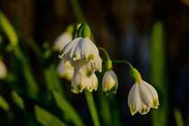 Premier soleil de printemps : lumières fraîches de printemps