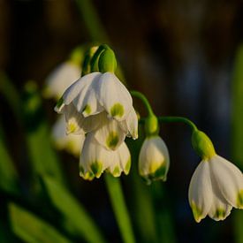 First Spring Sun: Fresh Spring Lights by Kristof Leffelaer