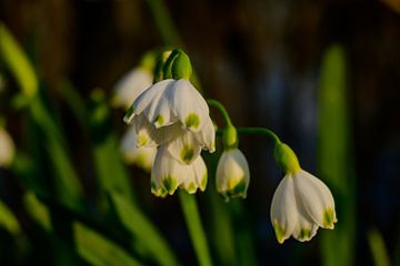 Erste Frühlingssonne: Frische Frühlingslichter