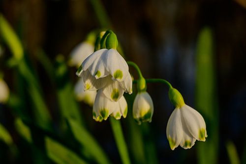 Eerste Lentezon: Frisse Lenteklokjes
