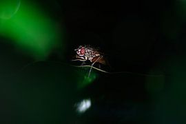 the Fly by Jurgen den Uijl