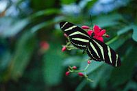 Black butterfly with yellow stripes and dots on its wings resting on pink flower